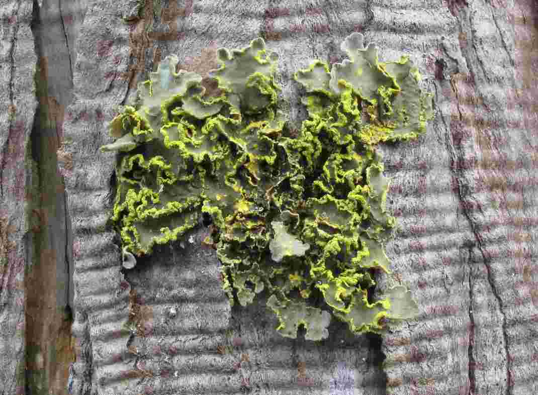 [Crocodia aurata]